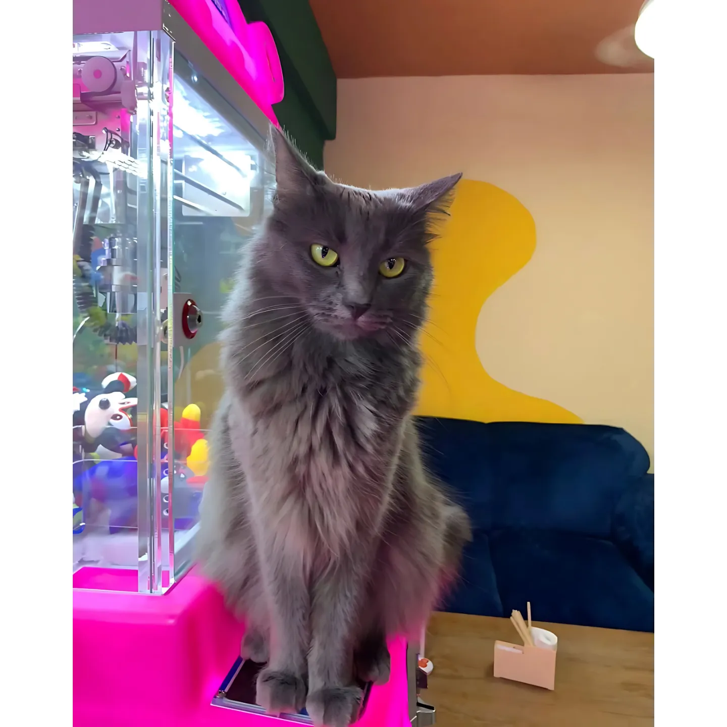 Cat