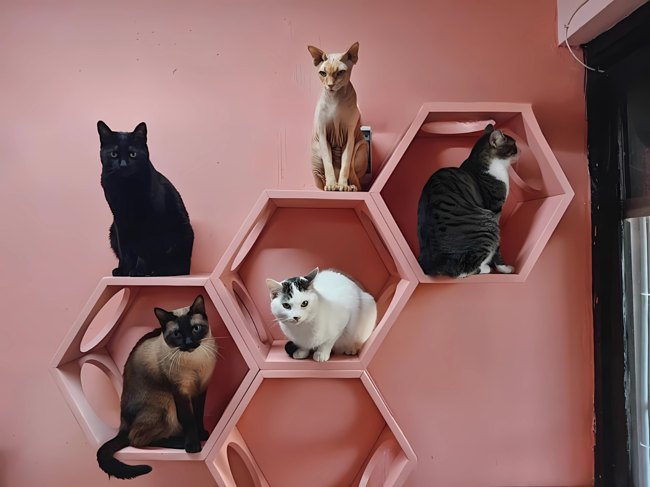 Gatos en Neko-hi Café