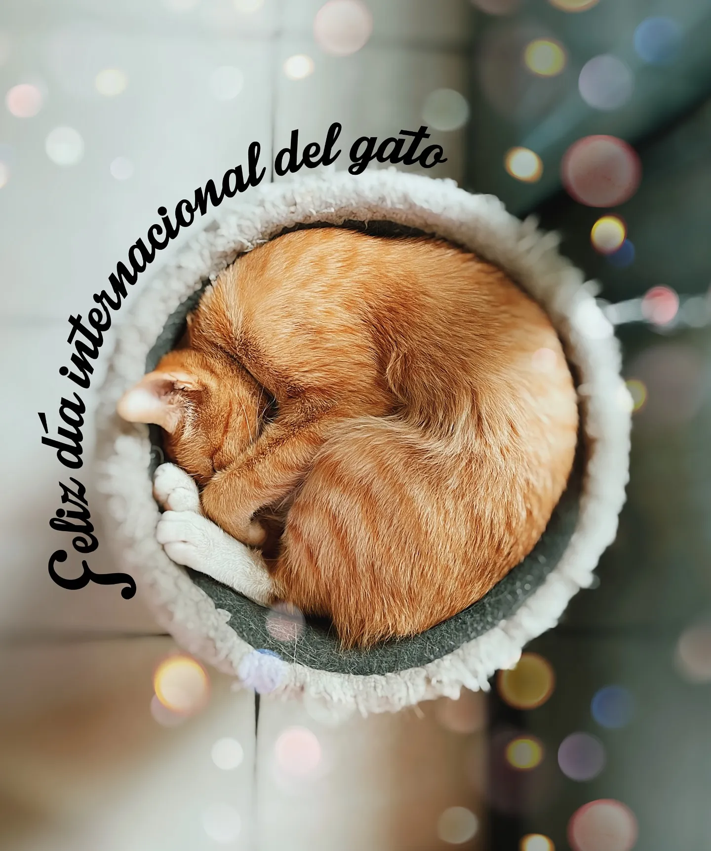 imagen de gato en cafetería