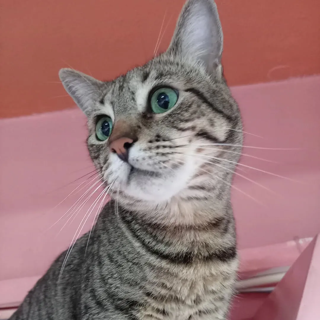 image of cat